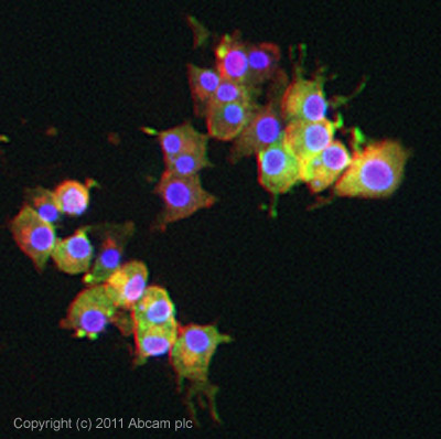 Immunocytochemistry/ Immunofluorescence - Anti-Synaptotagmin antibody [ASV30] (AB13259), expandable thumbnail