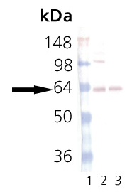 Western blot - Anti-Synaptotagmin antibody [ASV30] (AB13259), expandable thumbnail