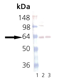Western blot - Anti-Synaptotagmin antibody [ASV30] (AB13259)