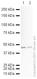 Western blot - Anti-Synaptotagmin VII antibody (AB106618)