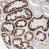 Immunohistochemistry (Formalin/PFA-fixed paraffin-embedded sections) - Anti-Synaptotagmin VII antibody (AB121383)