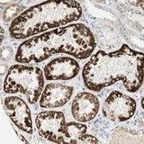 Immunohistochemistry (Formalin/PFA-fixed paraffin-embedded sections) - Anti-Synaptotagmin VII antibody (AB121383)