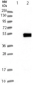 Western blot - Anti-Synaptotagmin VII antibody (AB121383)