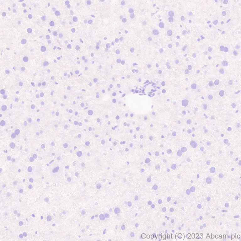 Immunohistochemistry (Formalin/PFA-fixed paraffin-embedded sections) - Anti-Synaptotagmin VII antibody [EPR27957-6] (AB311843)