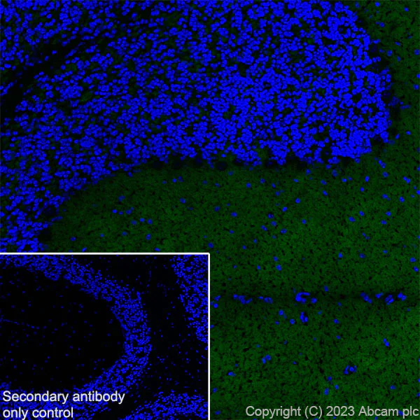 Immunohistochemistry (Frozen sections) - Anti-Synaptotagmin VII antibody [EPR27957-6] (AB311843)