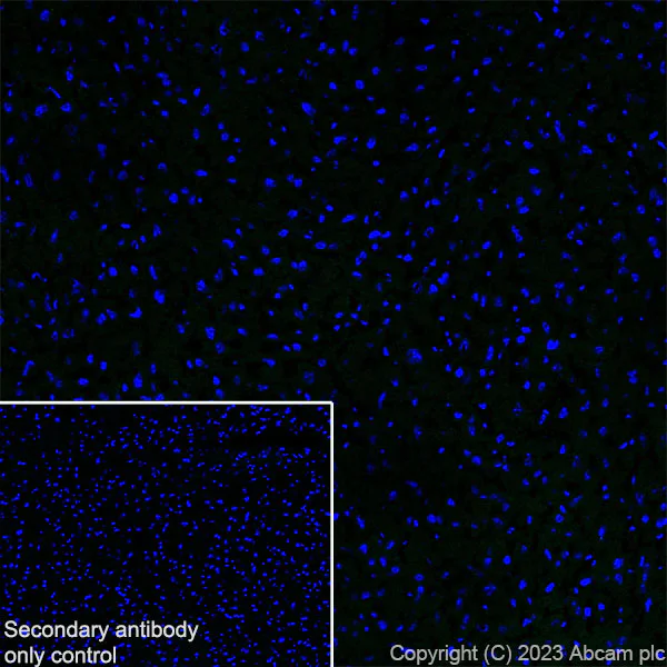 Immunohistochemistry (Frozen sections) - Anti-Synaptotagmin VII antibody [EPR27957-6] (AB311843)