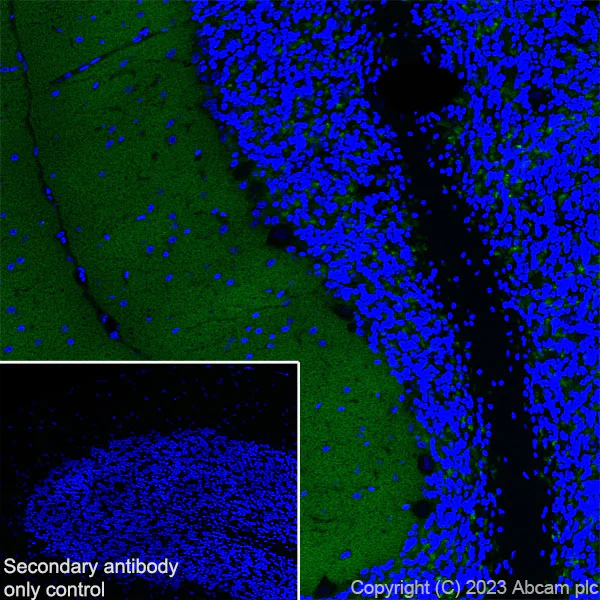 Immunohistochemistry (Frozen sections) - Anti-Synaptotagmin VII antibody [EPR27957-6] (AB311843)
