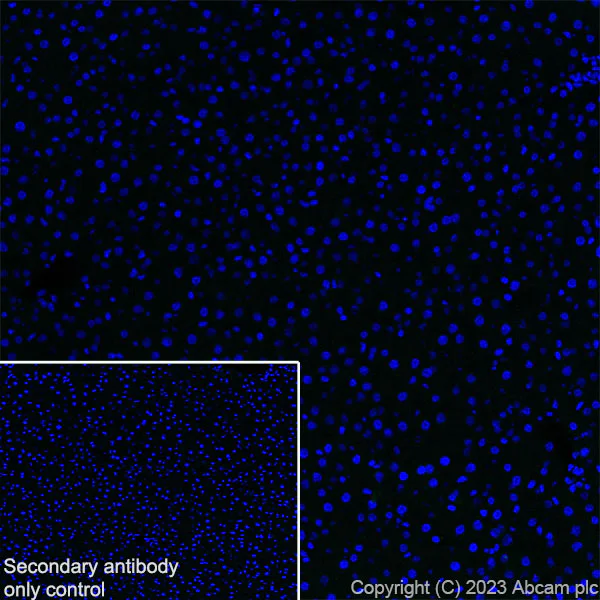 Immunohistochemistry (Frozen sections) - Anti-Synaptotagmin VII antibody [EPR27957-6] (AB311843)