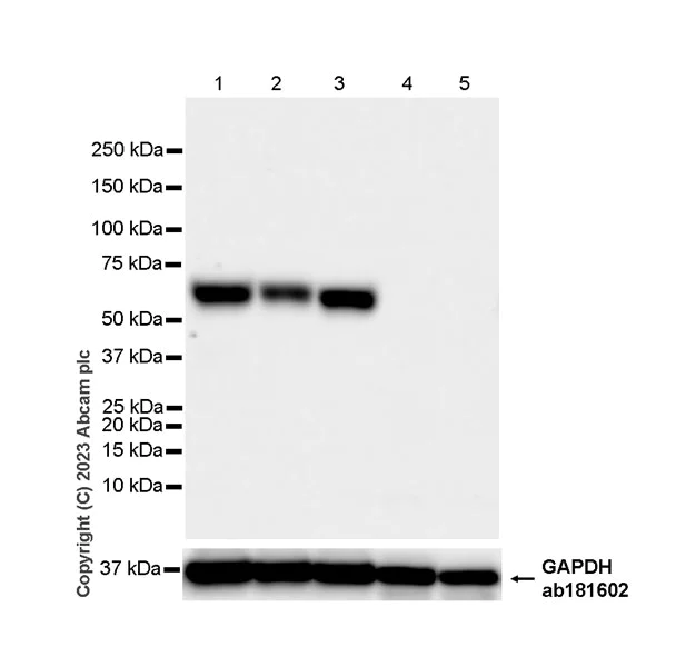 Western blot - Anti-Synaptotagmin VII antibody [EPR27957-6] (AB311843)