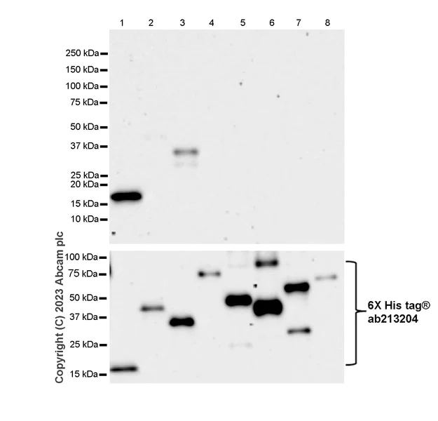 Western blot - Anti-Synaptotagmin VII antibody [EPR27957-6] (AB311843)