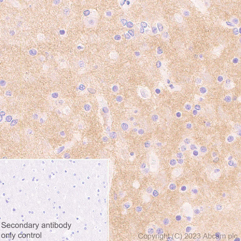 Immunohistochemistry (Formalin/PFA-fixed paraffin-embedded sections) - Anti-Synaptotagmin VII antibody [EPR27957-6] - BSA and Azide free (AB311844)