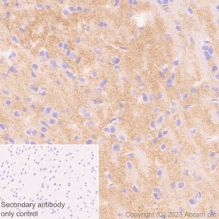 Immunohistochemistry (Formalin/PFA-fixed paraffin-embedded sections) - Anti-Synaptotagmin VII antibody [EPR27957-6] - BSA and Azide free (AB311844)