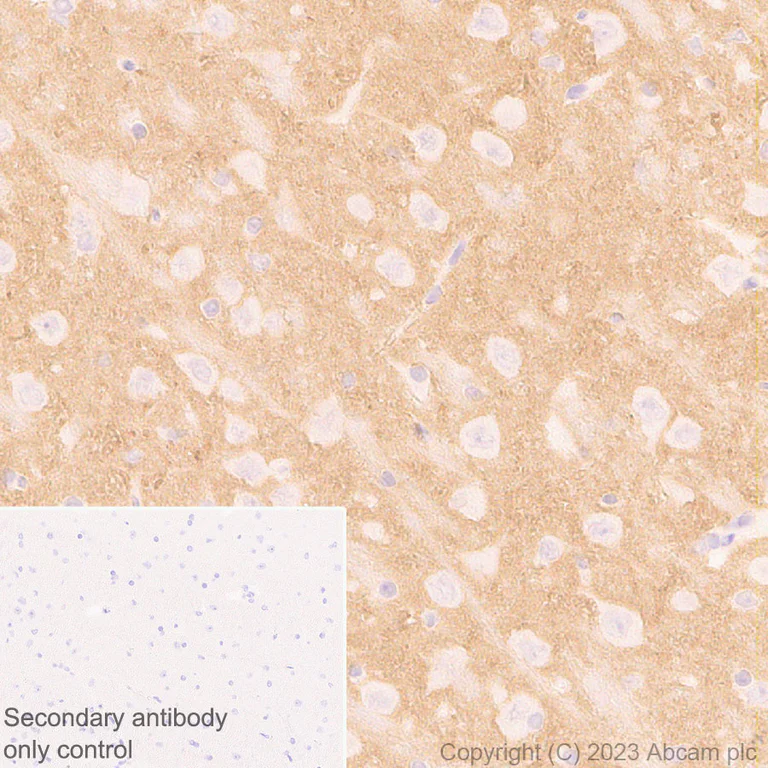 Immunohistochemistry (Formalin/PFA-fixed paraffin-embedded sections) - Anti-Synaptotagmin VII antibody [EPR27957-6] - BSA and Azide free (AB311844)