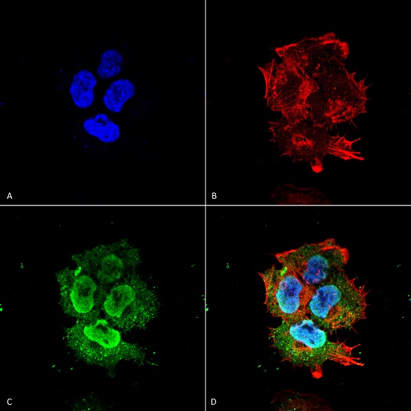 Immunocytochemistry/ Immunofluorescence - Anti-Synaptotagmin VII antibody [N275/14] (AB174633)