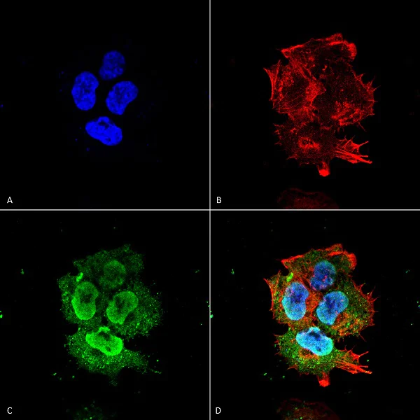Immunocytochemistry/ Immunofluorescence - Anti-Synaptotagmin VII antibody [N275/14] (AB174633)
