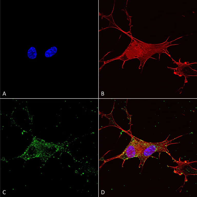 Immunocytochemistry/ Immunofluorescence - Anti-Synaptotagmin VII antibody [N275/14] (AB174633)