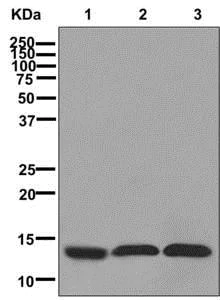 Western blot - Anti-Syncollin antibody [EPRR13148] - BSA and Azide free (AB250041)