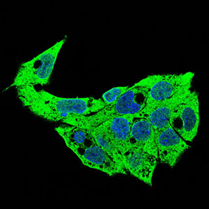 Immunocytochemistry/ Immunofluorescence - Anti-Syndecan-1 antibody [1A3H4] (ab181789), expandable thumbnail
