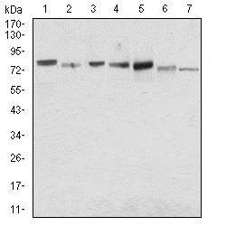 Western blot - Anti-Syndecan-1 antibody [1A3H4] (AB181789), expandable thumbnail
