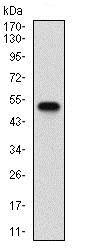 Western blot - Anti-Syndecan-1 antibody [1A3H4] (AB181789), expandable thumbnail