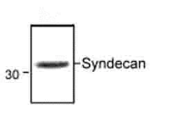 Western blot - Anti-Syndecan-1 antibody (AB60199)