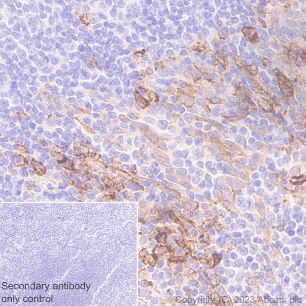 Anti-Syndecan-1 antibody [EPR6454] 20 ul size (ab128936) | Abcam