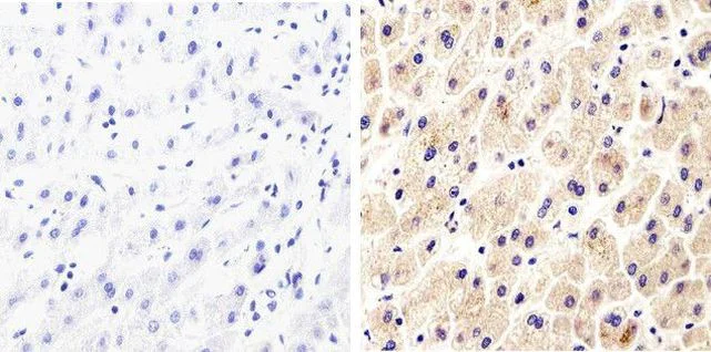 Immunohistochemistry (Formalin/PFA-fixed paraffin-embedded sections) - Anti-Syndecan 2/HSPG antibody [RP23040036] (AB308031)