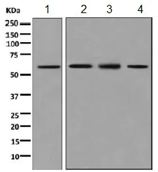 Western blot - Anti-Syndecan 3 antibody [EPR10648] - BSA and Azide free (AB249207)