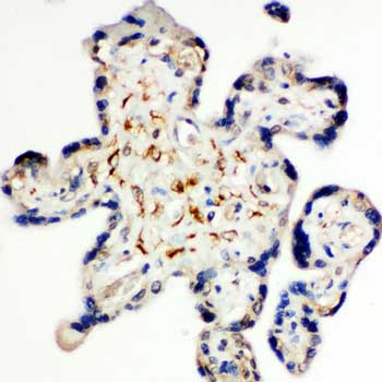 Immunohistochemistry (Formalin/PFA-fixed paraffin-embedded sections) - Anti-Syndecan 3 antibody - N-terminal (AB191308)