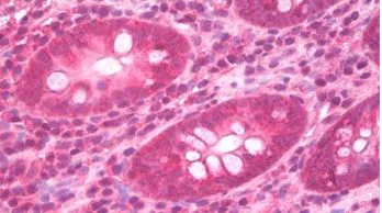 Immunohistochemistry - Anti-Syndecan 4 antibody (AB286154)