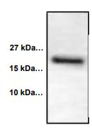 Western blot - Anti-Syndecan 4 antibody (AB286154)