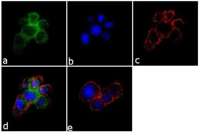 Immunocytochemistry/ Immunofluorescence - Anti-SynGAP antibody (AB3344)