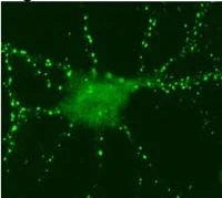 Immunocytochemistry/ Immunofluorescence - Anti-SynGAP antibody (AB3344)