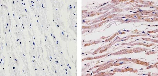 Immunohistochemistry (Formalin/PFA-fixed paraffin-embedded sections) - Anti-SynGAP antibody (AB3344)