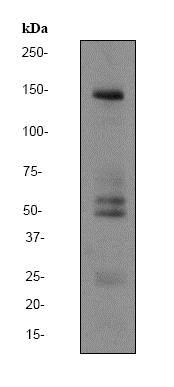 Western blot - Anti-SynGAP antibody [EPR2883Y] (AB77235)