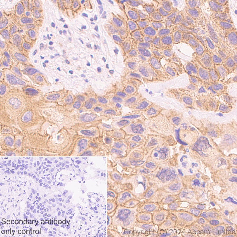 Immunohistochemistry (Formalin/PFA-fixed paraffin-embedded sections) - Anti-Synip antibody [EP302Y] (AB40674), expandable thumbnail