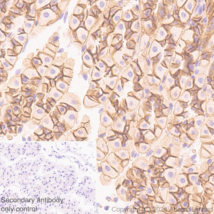 Immunohistochemistry (Formalin/PFA-fixed paraffin-embedded sections) - Anti-Synip antibody [EP302Y] (AB40674), expandable thumbnail