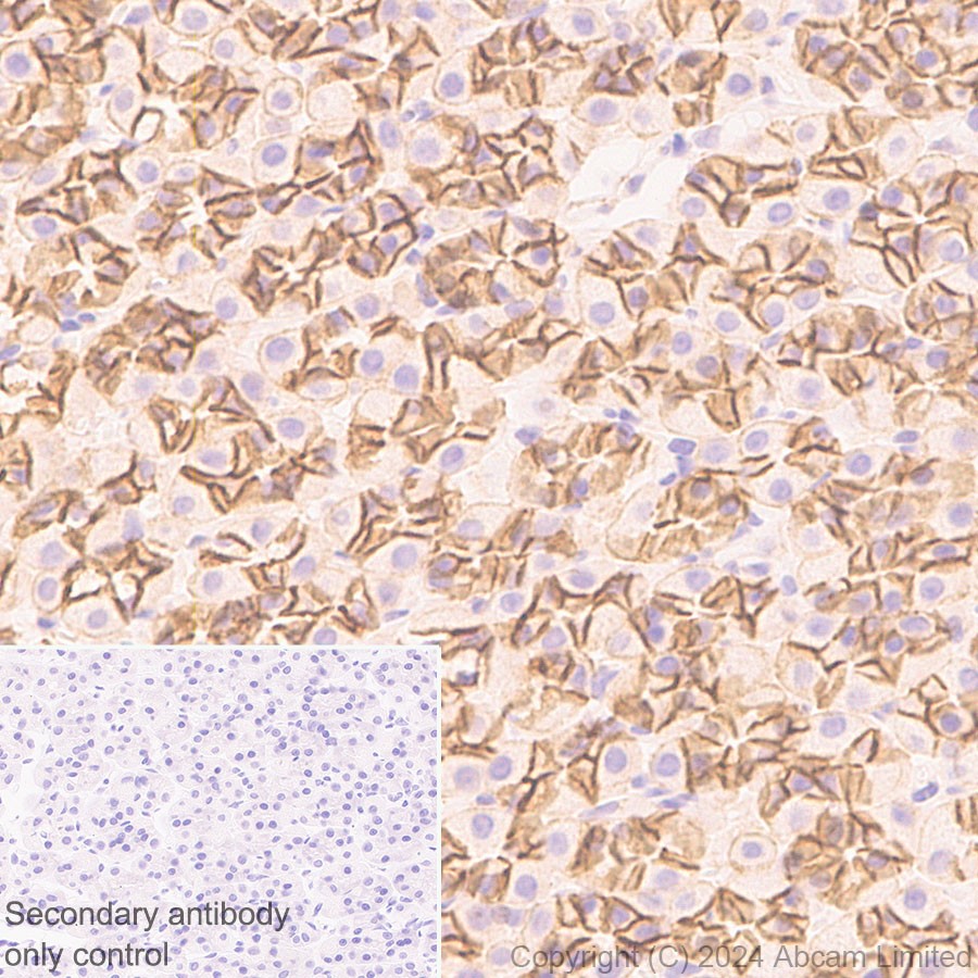 Immunohistochemistry (Formalin/PFA-fixed paraffin-embedded sections) - Anti-Synip antibody [EP302Y] (AB40674), expandable thumbnail