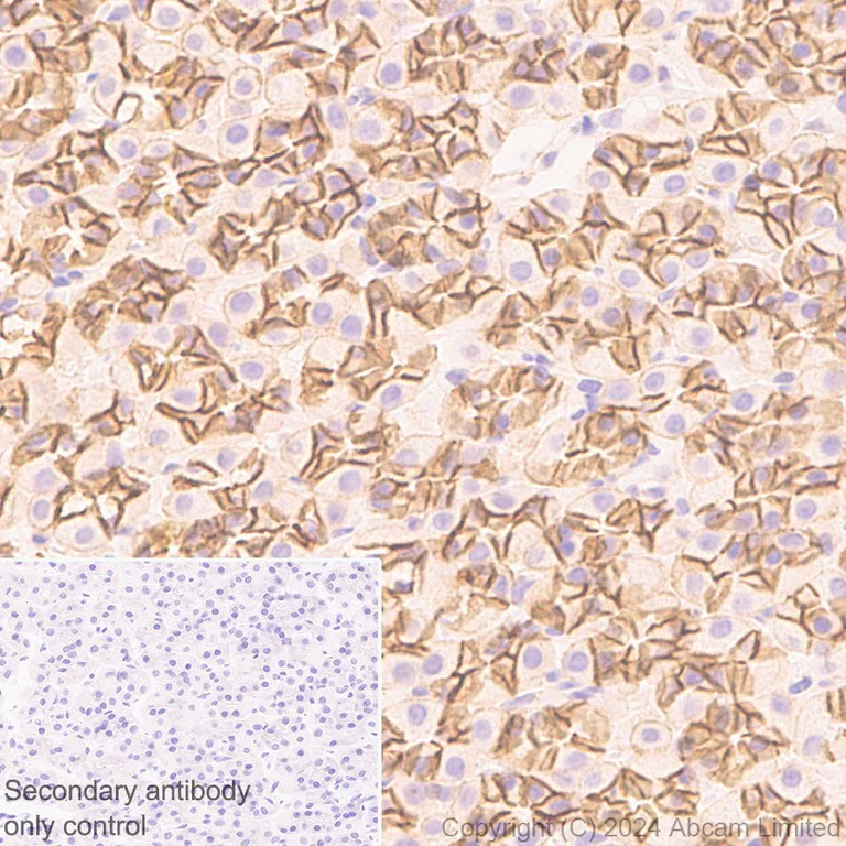 Immunohistochemistry (Formalin/PFA-fixed paraffin-embedded sections) - Anti-Synip antibody [EP302Y] (AB40674)
