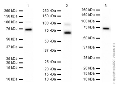 Western blot - Anti-Synip antibody [EP302Y] (AB40674), expandable thumbnail