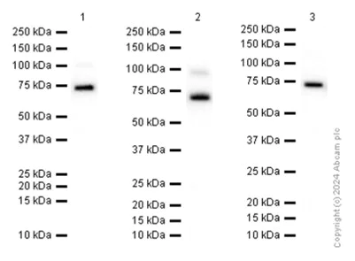 Western blot - Anti-Synip antibody [EP302Y] - BSA and Azide free (AB284679)