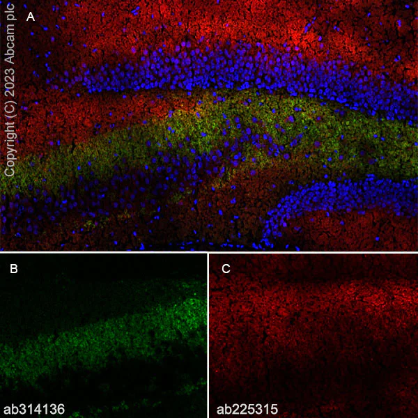 Immunohistochemistry (Frozen sections) - Anti-SYNPR antibody [EPR28139-74] (AB314136)