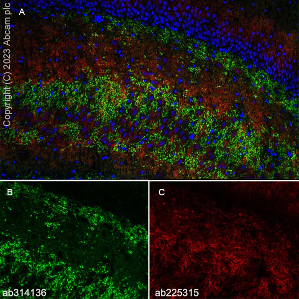 Immunohistochemistry (Frozen sections) - Anti-SYNPR antibody [EPR28139-74] (AB314136)