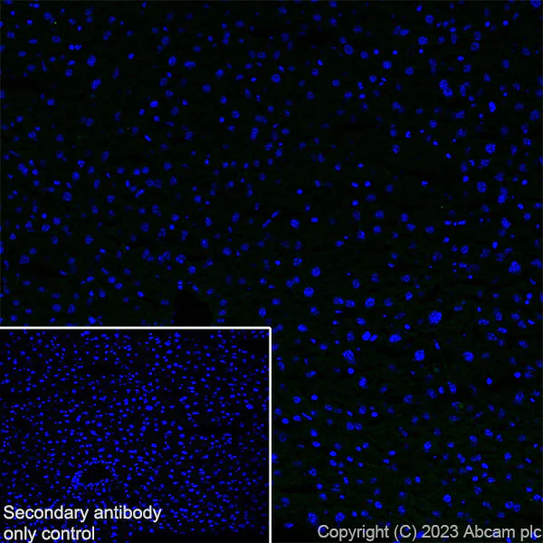 Immunohistochemistry (Frozen sections) - Anti-SYNPR antibody [EPR28139-74] (AB314136)
