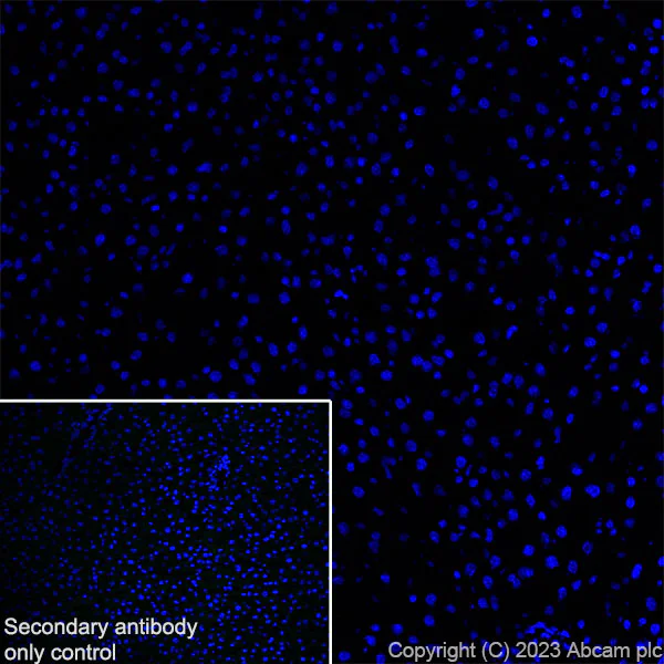 Immunohistochemistry (Frozen sections) - Anti-SYNPR antibody [EPR28139-74] (AB314136)