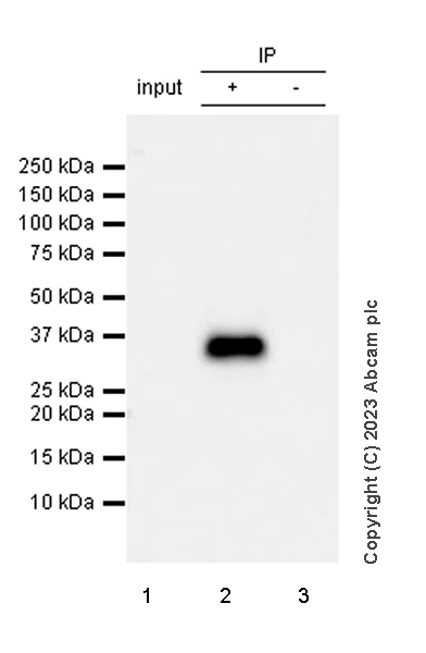 Immunoprecipitation - Anti-SYNPR antibody [EPR28139-74] (AB314136)