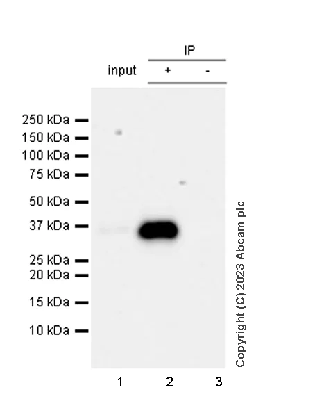 Immunoprecipitation - Anti-SYNPR antibody [EPR28139-74] (AB314136)