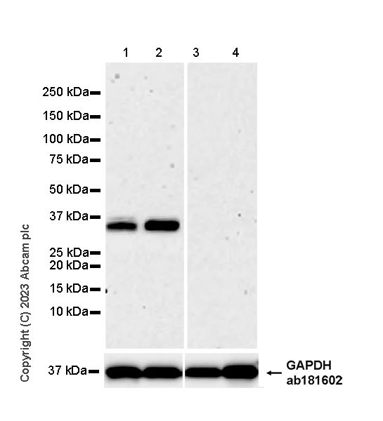Western blot - Anti-SYNPR antibody [EPR28139-74] (AB314136)