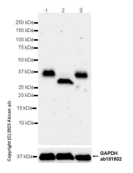Western blot - Anti-SYNPR antibody [EPR28139-74] (AB314136)