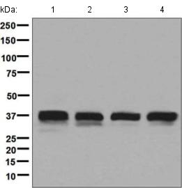 Western blot - Anti-Syntaxin 16 antibody [EPR9156] (AB134945), expandable thumbnail